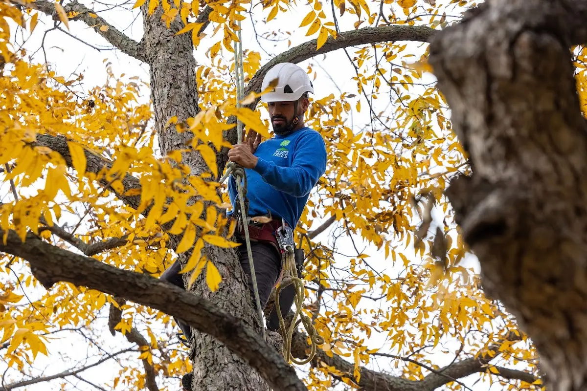 Skilled Tree Transplanting crew working in Superior