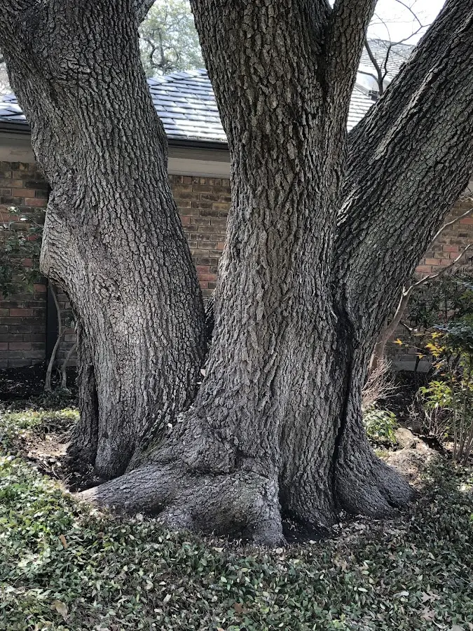 Mature heritage tree close to a Superior property cared for by certified arborists